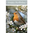 C50 ROBIN BIRTHDAY CARD 6S