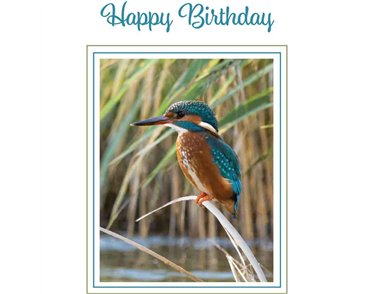 C50 KINGFISHER BIRTHDAY CARD 6S