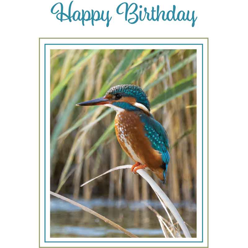 C50 KINGFISHER BIRTHDAY CARD 6S
