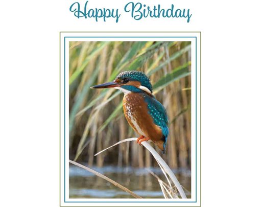 C50 KINGFISHER BIRTHDAY CARD 6S