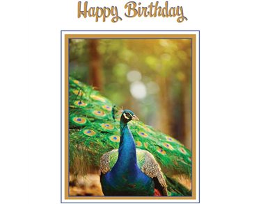 C50 PEACOCK BIRTHDAY CARD 6S
