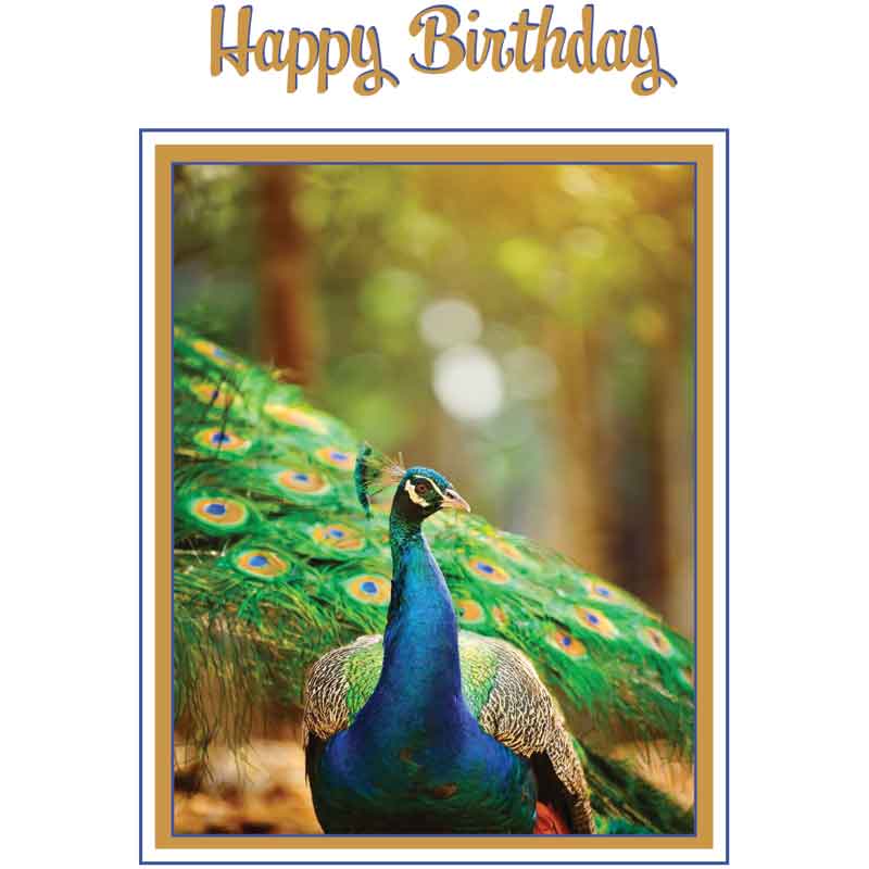 C50 PEACOCK BIRTHDAY CARD 6S