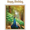 C50 PEACOCK BIRTHDAY CARD 6S
