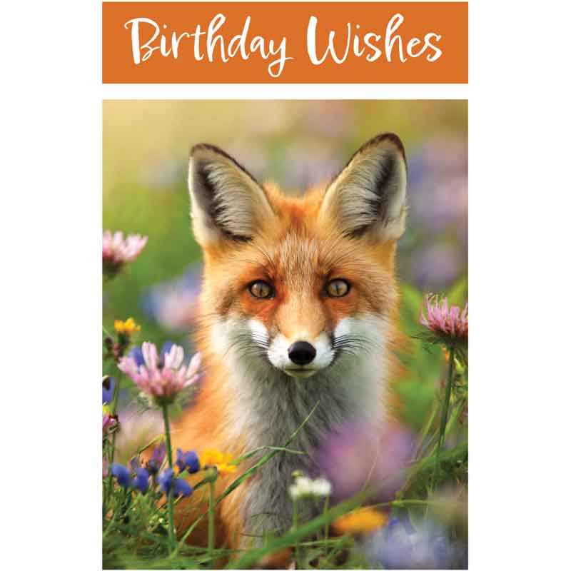 C50 FOX BIRTHDAY CARD 6S