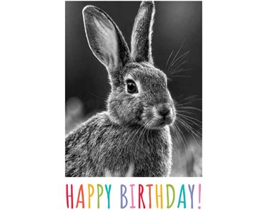 C50 HARE BIRTHDAY CARD 6S