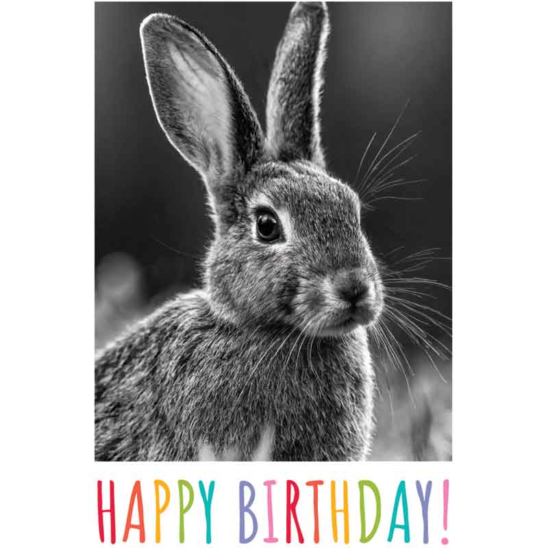 C50 HARE BIRTHDAY CARD 6S