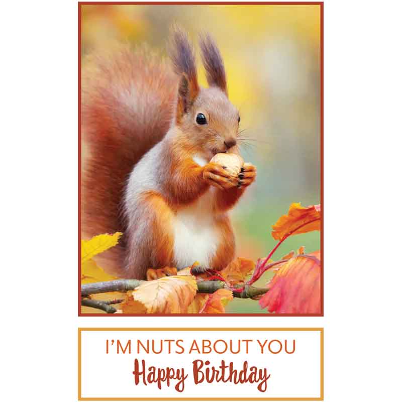 C50 SQUIRREL BIRTHDAY CARD 6S