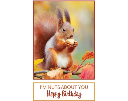 C50 SQUIRREL BIRTHDAY CARD 6S