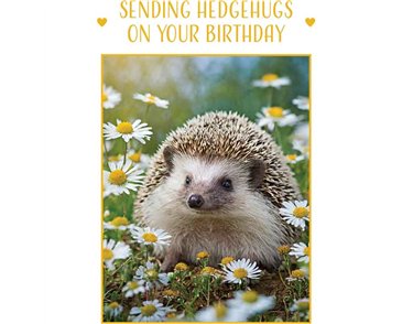 C50 HEDGEHOG BIRTHDAY CARD 6S