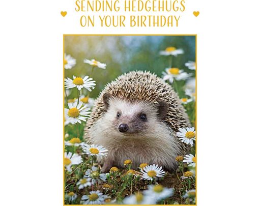 C50 HEDGEHOG BIRTHDAY CARD 6S