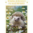 C50 HEDGEHOG BIRTHDAY CARD 6S