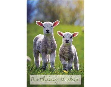 C50 LAMBS BIRTHDAY CARD 6S