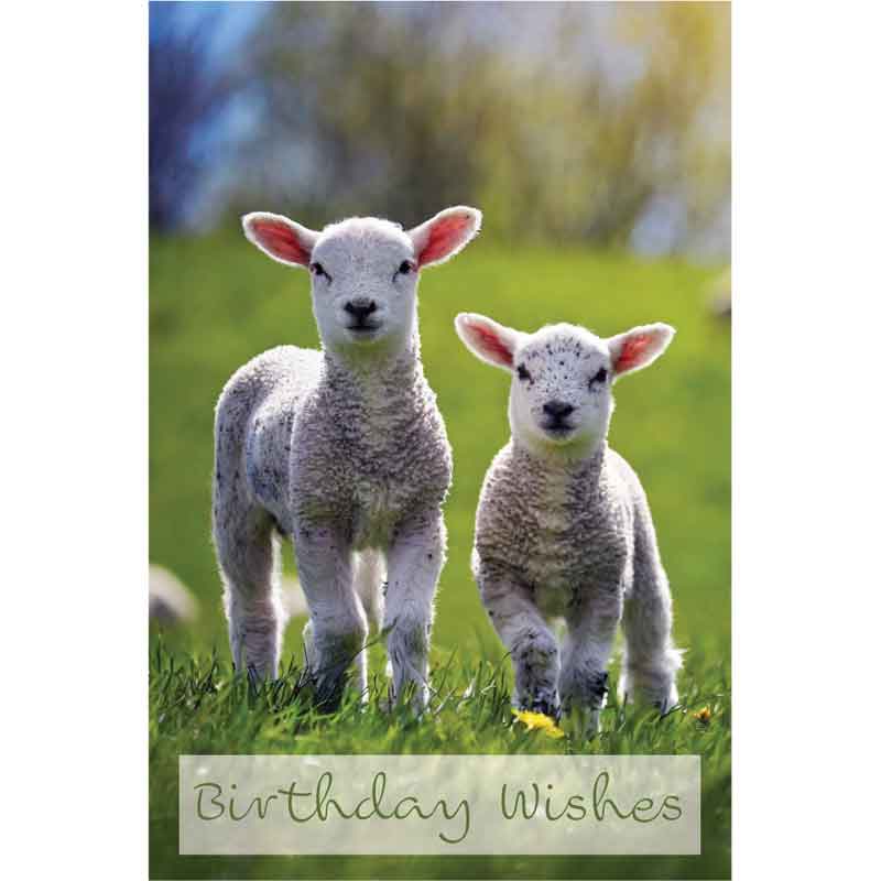 C50 LAMBS BIRTHDAY CARD 6S