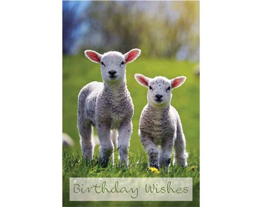 C50 LAMBS BIRTHDAY CARD 6S
