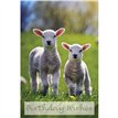 C50 LAMBS BIRTHDAY CARD 6S