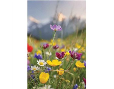 C50 WILDFLOWER MEADOW BLANK CARD 6S