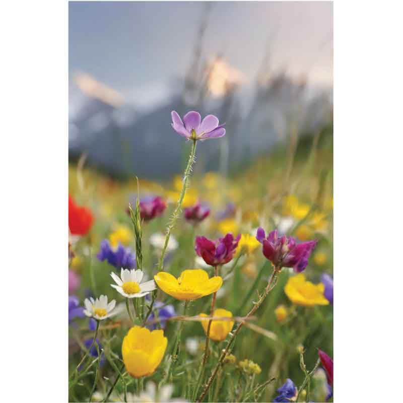 C50 WILDFLOWER MEADOW BLANK CARD 6S