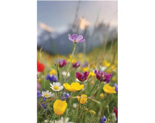 C50 WILDFLOWER MEADOW BLANK CARD 6S