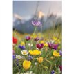 C50 WILDFLOWER MEADOW BLANK CARD 6S