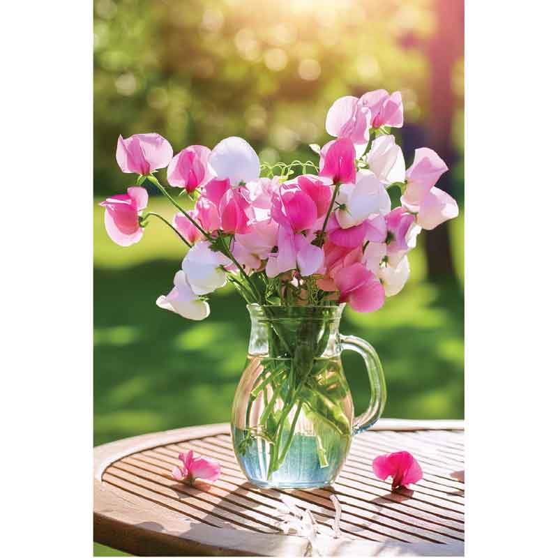 C50 VASE OF SWEET PEAS BLANK CARD 6S