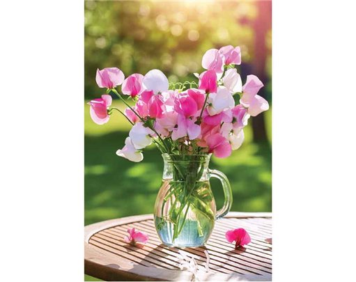 C50 VASE OF SWEET PEAS BLANK CARD 6S