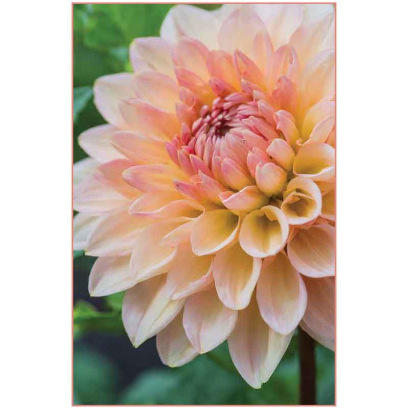 C50 DAHLIA BLANK CARD 6S