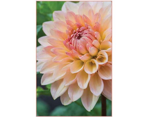 C50 DAHLIA BLANK CARD 6S