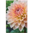 C50 DAHLIA BLANK CARD 6S