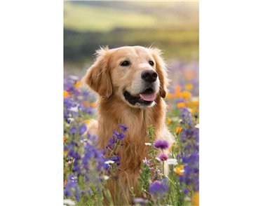C50 GOLDEN RETRIEVER BLANK CARD 6S