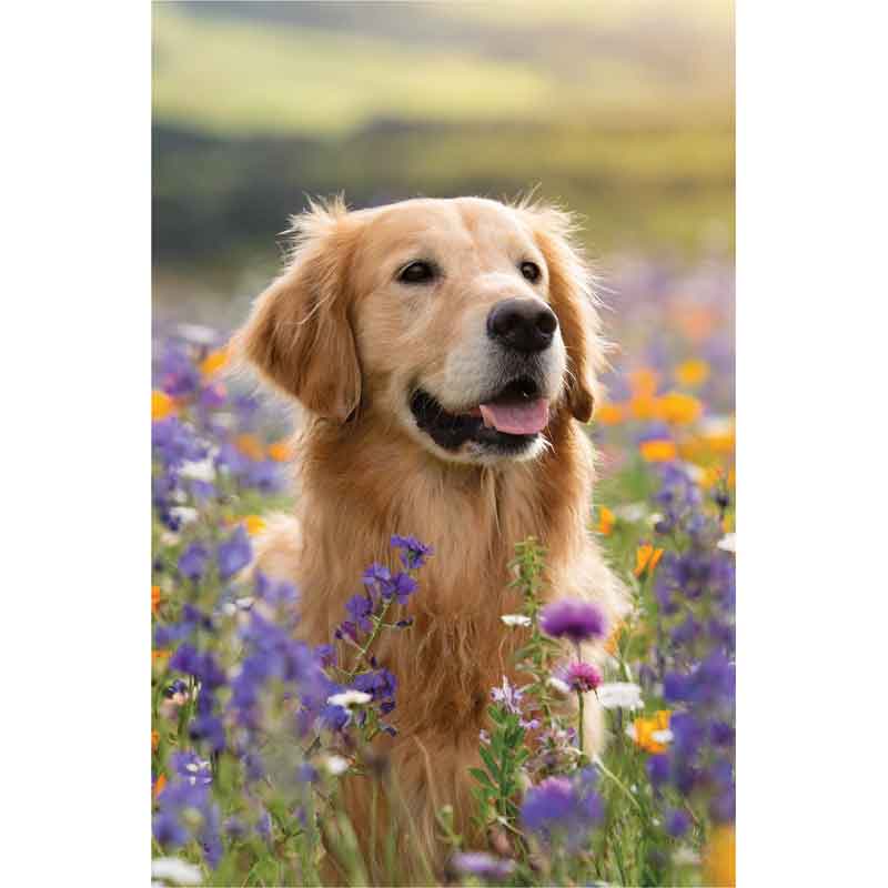 C50 GOLDEN RETRIEVER BLANK CARD 6S