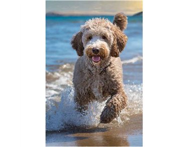 C50 COCKAPOODLE IN THE SEA BLANK CARD 6S