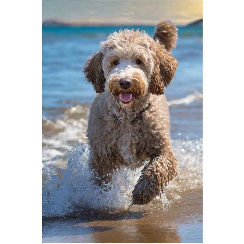 C50 COCKAPOODLE IN THE SEA BLANK CARD 6S