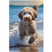 C50 COCKAPOODLE IN THE SEA BLANK CARD 6S