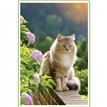 C50 MAINE COON CAT BLANK CARD 6S