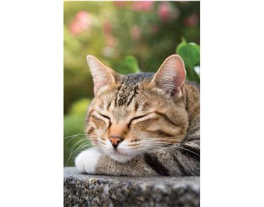 C50 TABBY CAT ASLEEP BLANK CARD 6S