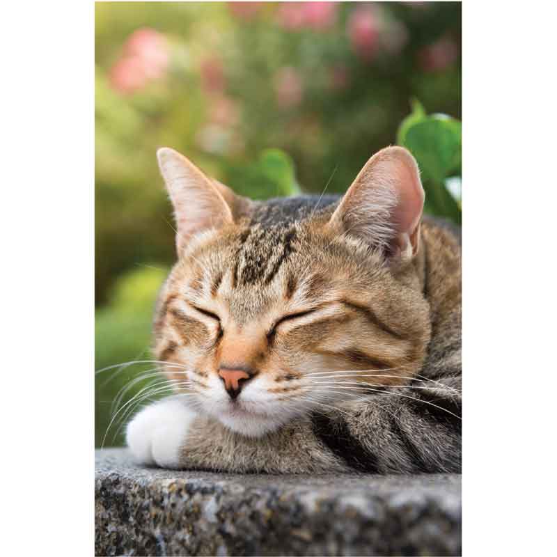 C50 TABBY CAT ASLEEP BLANK CARD 6S