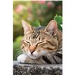 C50 TABBY CAT ASLEEP BLANK CARD 6S