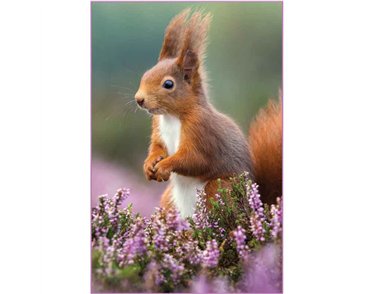 C50 SQUIRREL IN HEATHER BLANK CARD 6S