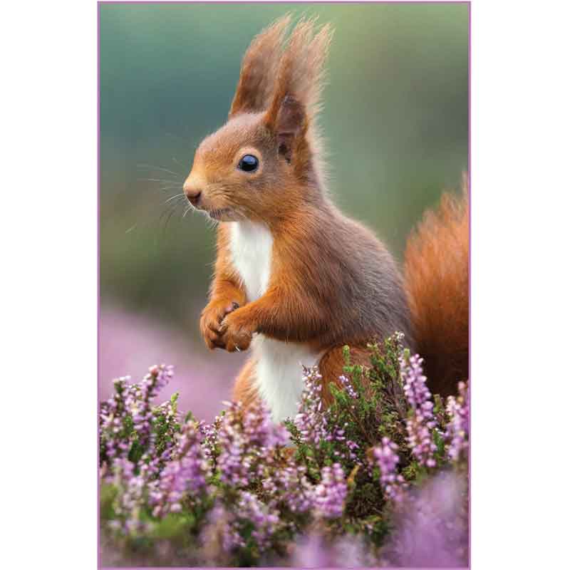 C50 SQUIRREL IN HEATHER BLANK CARD 6S