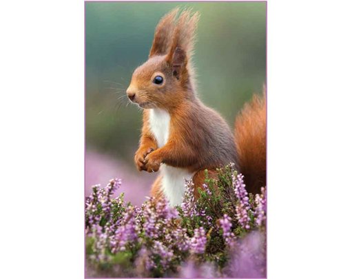 C50 SQUIRREL IN HEATHER BLANK CARD 6S
