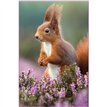 C50 SQUIRREL IN HEATHER BLANK CARD 6S