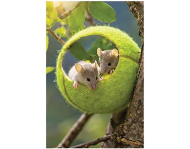 C50 MICE IN A TENNIS BALL BLANK CARD 6S