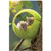 C50 MICE IN A TENNIS BALL BLANK CARD 6S