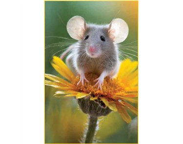 C50 MOUSE ON A FLOWER BLANK CARD 6S