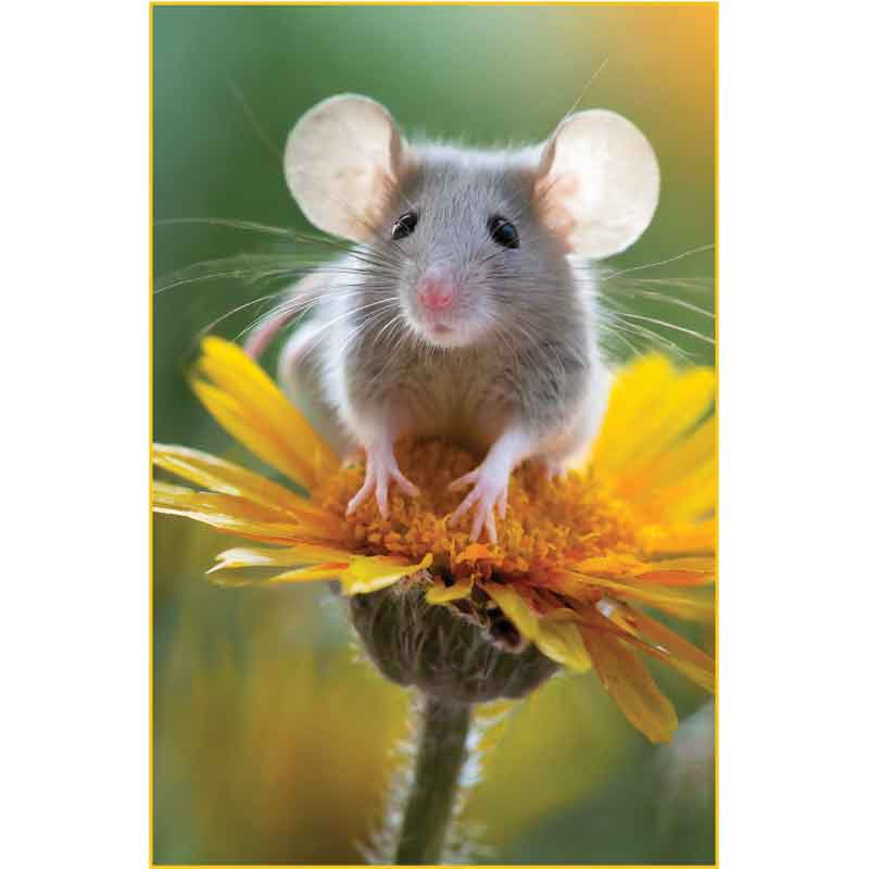 C50 MOUSE ON A FLOWER BLANK CARD 6S