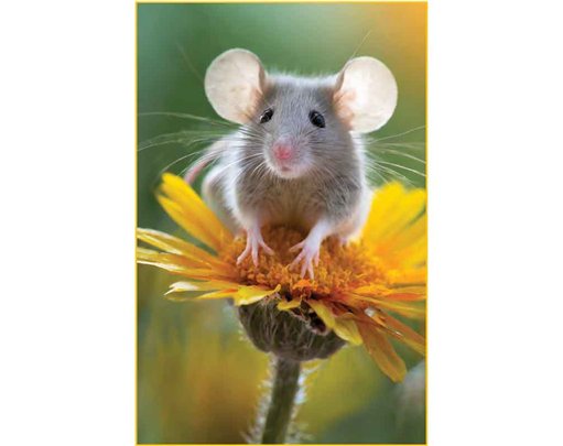 C50 MOUSE ON A FLOWER BLANK CARD 6S