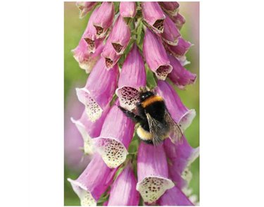 C50 BEE ON A FOXGLOVE BLANK CARD 6S