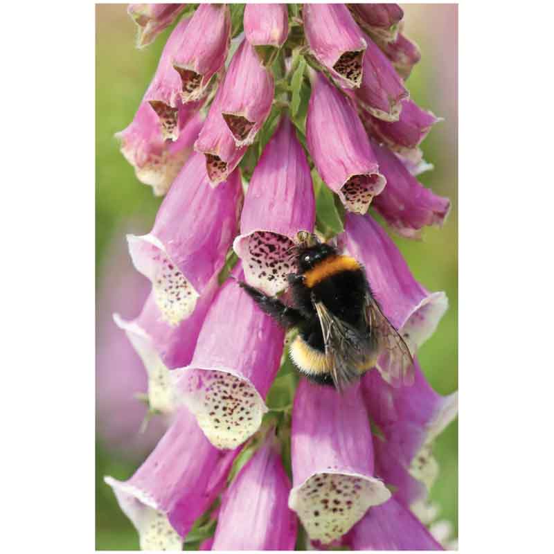 C50 BEE ON A FOXGLOVE BLANK CARD 6S