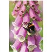 C50 BEE ON A FOXGLOVE BLANK CARD 6S