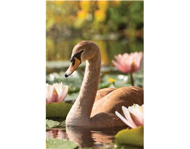 C50 SWAN BLANK CARD 6S